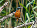 Kingfisher - Zimorodek